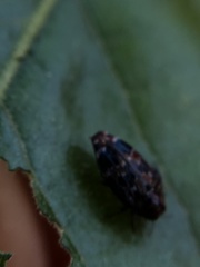 Brachys ovatus