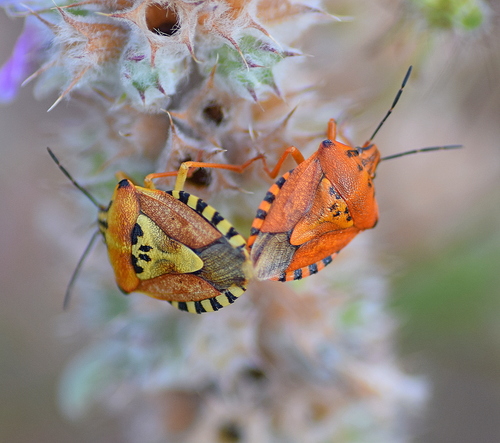Black-shouldered Shieldbug photo 4