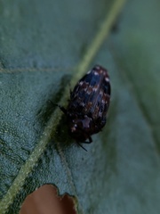 Brachys ovatus