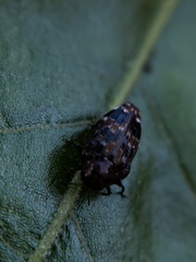 Brachys ovatus