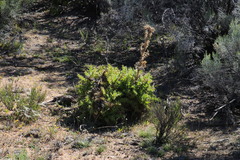 Berkheya onobromoides