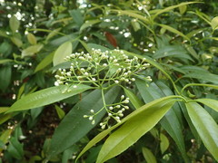 Photinia glabra