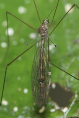 Limnophilinae