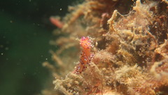 Coryphellina marcusorum