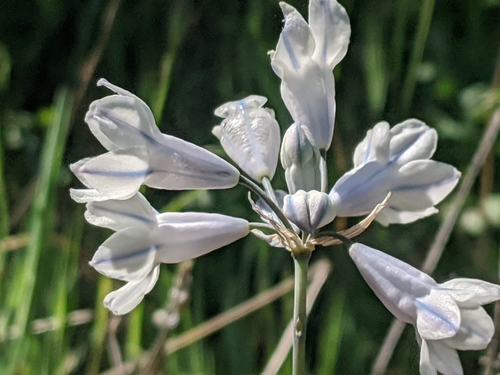 large-flowered triteleia