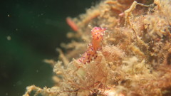 Coryphellina marcusorum