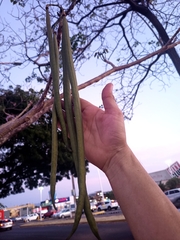 Tabebuia rosea