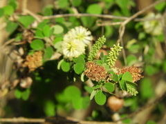 Microlobius foetidus