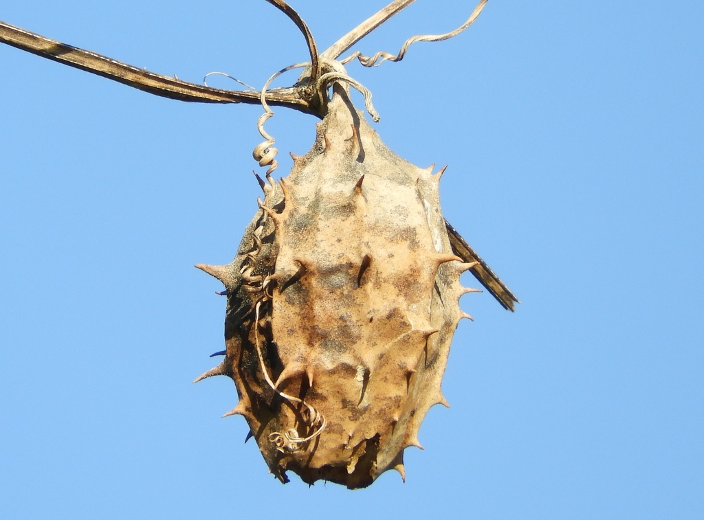 Luffa quinquefida