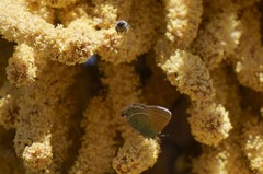 Callophrys mcfarlandi
