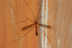 Microtipula