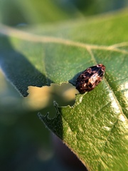 Brachys ovatus