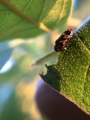Brachys ovatus