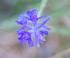 Delphinium peregrinum