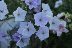 Solanum wendlandii