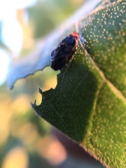 Brachys ovatus