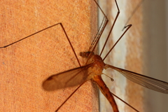 Microtipula