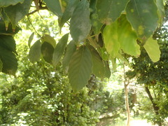 Quercus glauca
