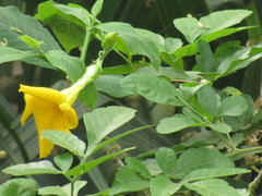 Rauvolfioideae