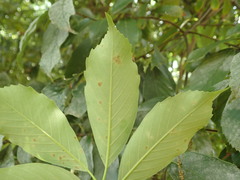 Quercus glauca