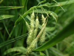 Carex dimorpholepis