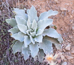 Verbascum graecum
