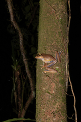 Bokermannohyla hylax