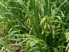 Carex dimorpholepis
