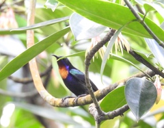 Leptocoma calcostetha