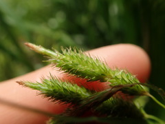 Carex dimorpholepis
