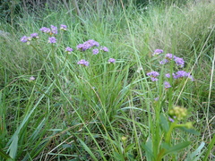 Pseudoselago verbenacea