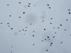 Patagioenas