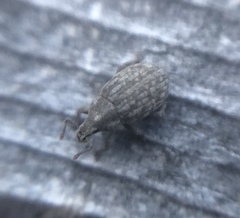 Romualdius scaber