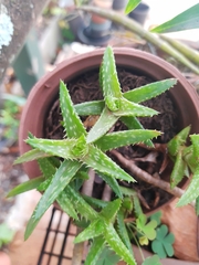 Aloe squarrosa