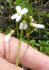 Cardamine penduliflora