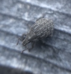 Romualdius scaber