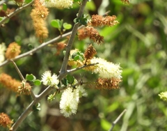 Microlobius foetidus