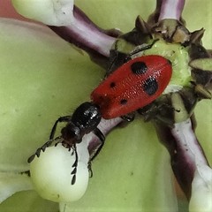 Pelonides quadripunctata