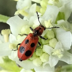 Pelonides quadrinotata