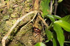 Pselaphacus curvipes