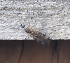 Sylvicola fenestralis
