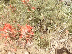 Castilleja subinclusa