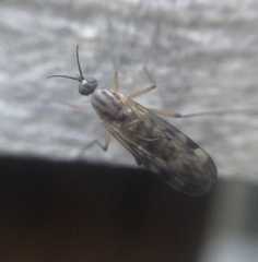 Sylvicola fenestralis