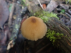 Entoloma aromaticum