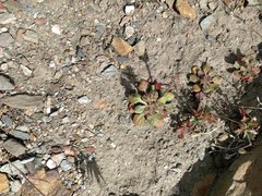 Chorizanthe fimbriata