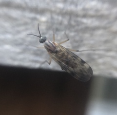 Sylvicola fenestralis
