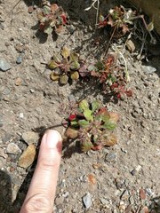 Chorizanthe fimbriata