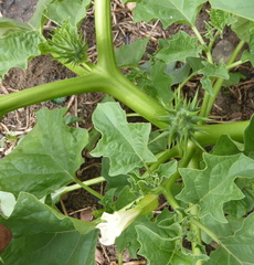 Datura ferox