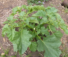 Datura ferox