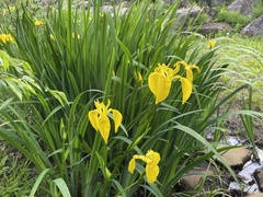 Iris pseudacorus